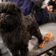 Image for article titled Elegant Updos and Classy Coats at the Westminster Dog Show